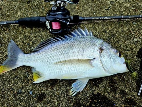 キチヌの釣果