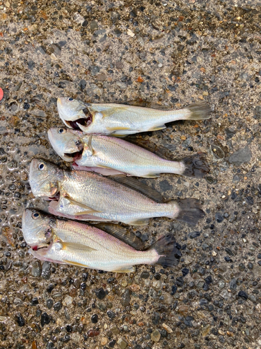 イシモチの釣果