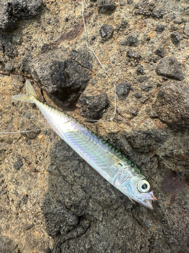 サバの釣果