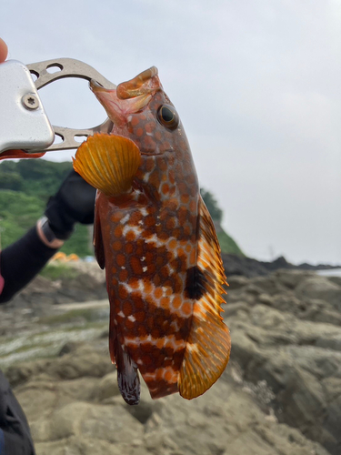 キジハタの釣果