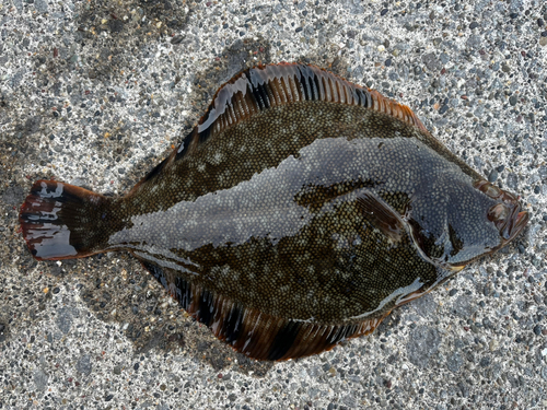 マツカワの釣果