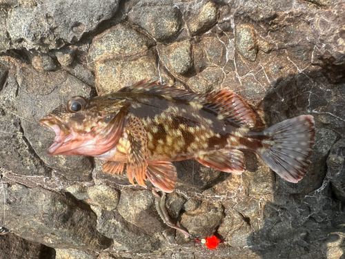 カサゴの釣果