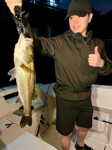 シーバスの釣果