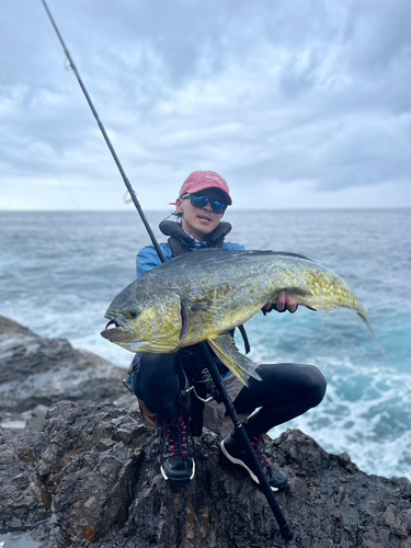 シイラの釣果