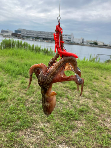 タコの釣果