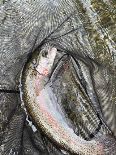 ニジマスの釣果