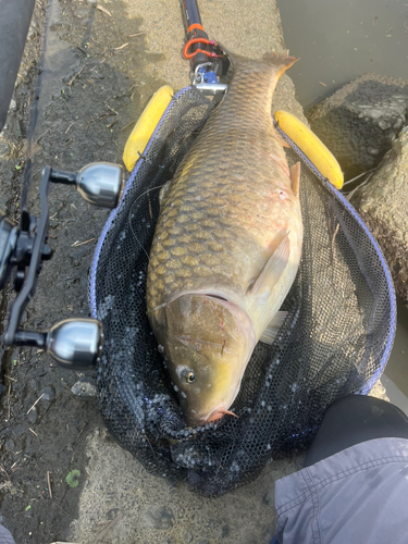 コイの釣果