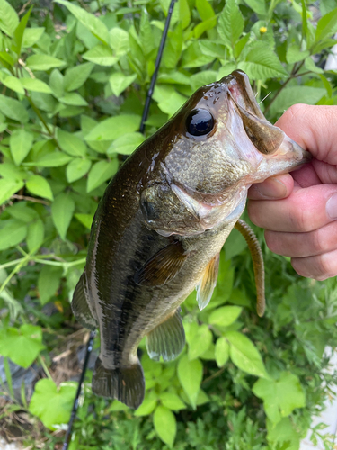 ラージマウスバスの釣果