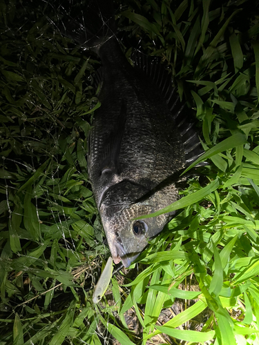 チヌの釣果