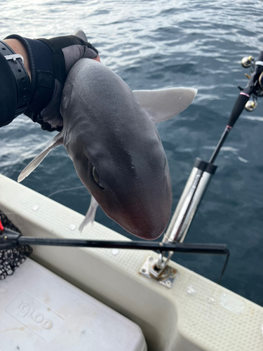 サメの釣果