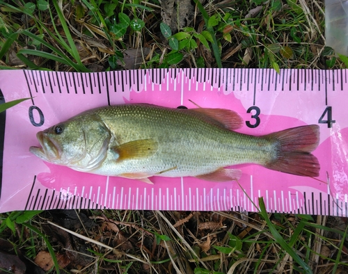 ブラックバスの釣果