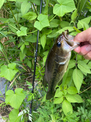 ラージマウスバスの釣果