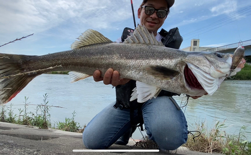 スズキの釣果