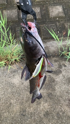 ナマズの釣果