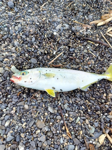 ワカシの釣果