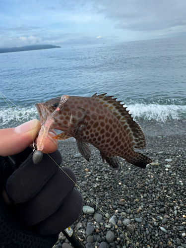 オオモンハタの釣果