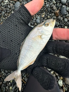 ショゴの釣果