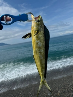 シイラの釣果