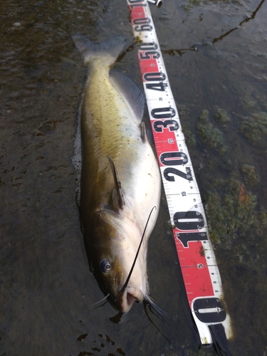 アメリカナマズの釣果