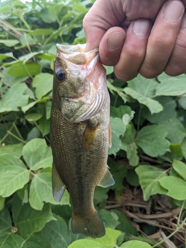 ブラックバスの釣果