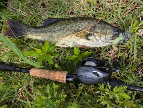 ブラックバスの釣果