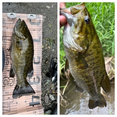 スモールマウスバスの釣果