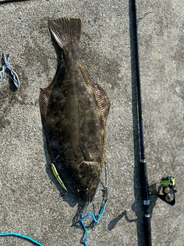 ヒラメの釣果