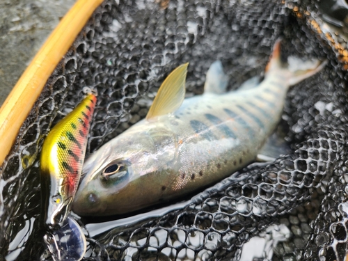 アマゴの釣果