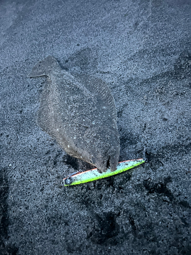 ヒラメの釣果