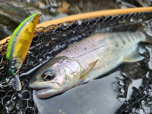 アマゴの釣果