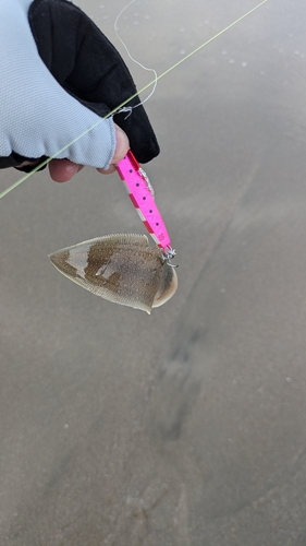 シタビラメの釣果