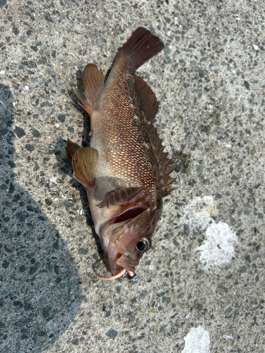 メバルの釣果