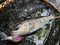 アマゴの釣果