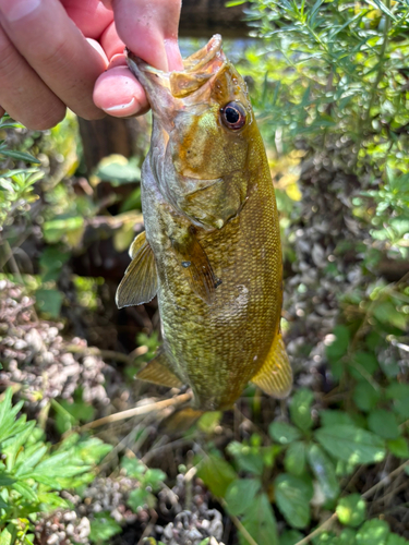 スモールマウスバスの釣果