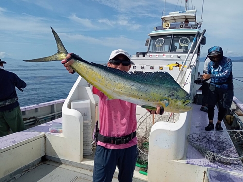 シイラの釣果