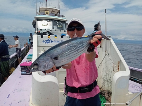 カツオの釣果