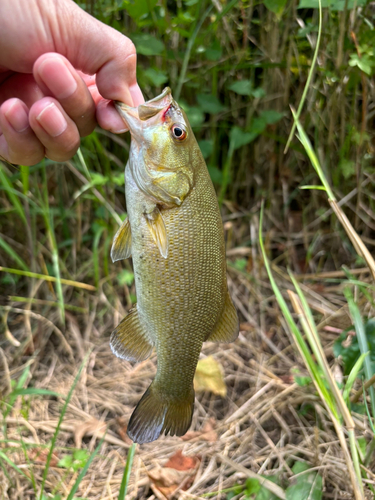 スモールマウスバスの釣果