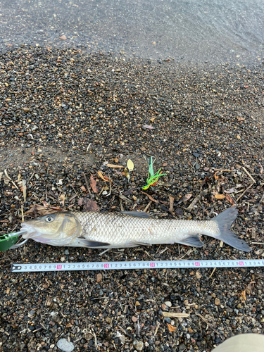 ニゴイの釣果