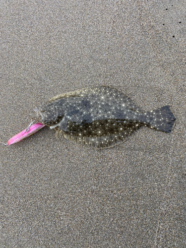 ソゲの釣果