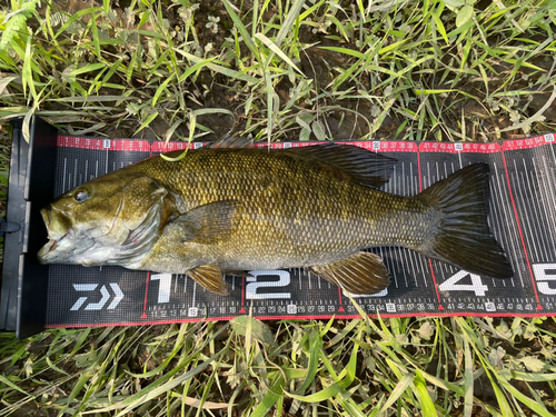 スモールマウスバスの釣果