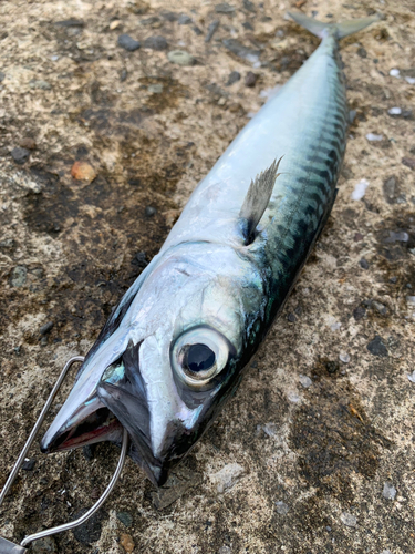 サバの釣果