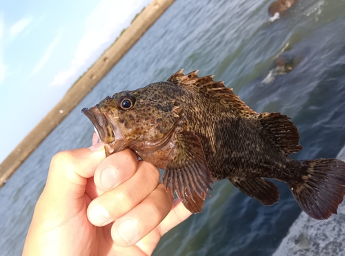 ムラソイの釣果