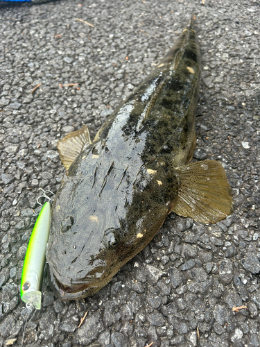 マゴチの釣果