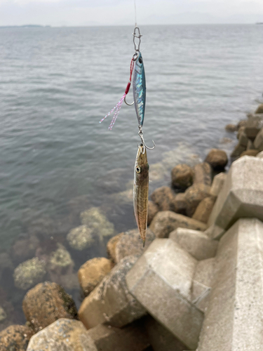 カマスの釣果