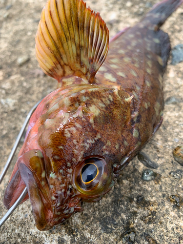 カサゴの釣果