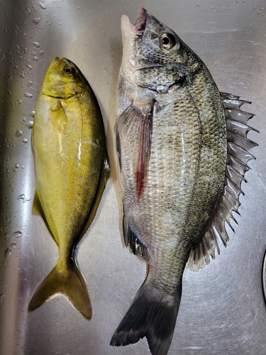 チヌの釣果