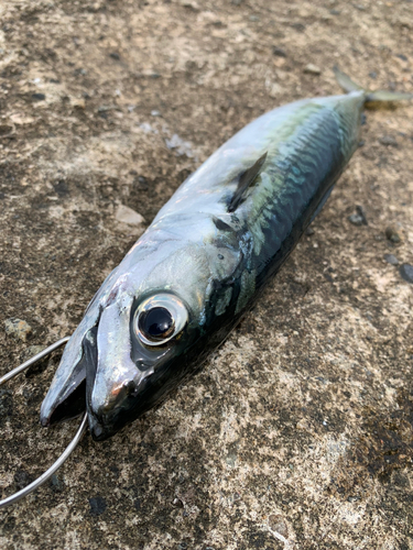 サバの釣果