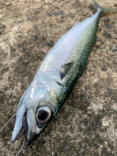 サバの釣果