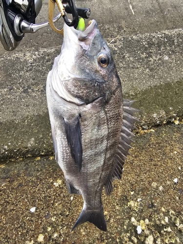 チヌの釣果