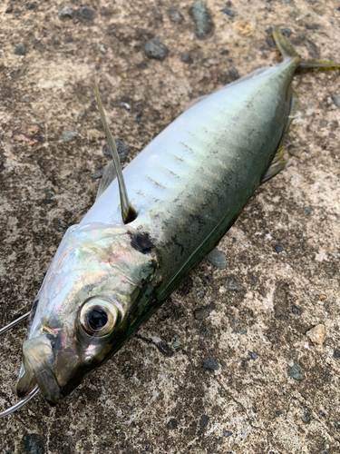 マルアジの釣果